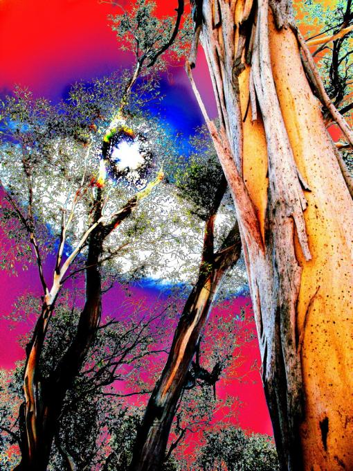 Sun stuck in eucalyptus trees